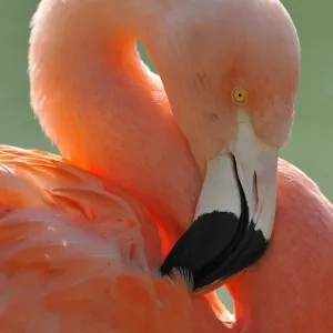 Chilean Flamingo -Phoenicopterus chilensis-, preening Chilean Flamingo -Phoenicopterus chilensis-, preening
