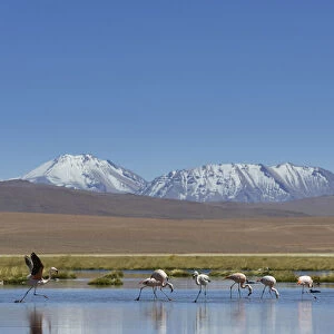 Chilean Flamingos -Phoenicopterus chilensis- at a lake in the highlands, San Pedro de Atacama, Antofagasta Region, Chile
