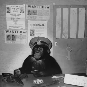 Chimp Of Police