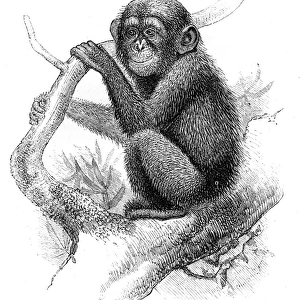 Chimpanzee engraving 1878