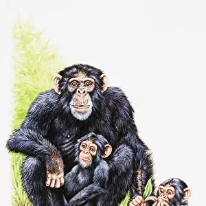 Chimpanzee, mother and two young