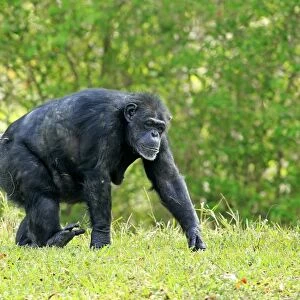 Chimpanzee -Pan troglodytes troglodytes-, adult, female, captive, Miami, Florida, USA