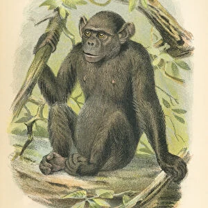Chimpanzee primate 1894