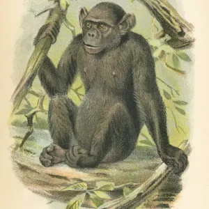 Chimpanzee Print 1894 Chimpanzee Print 1894