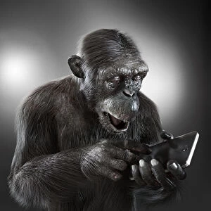 Chimpanzee with a smartphone