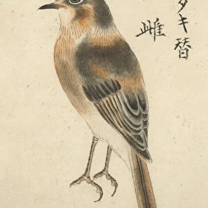 Chinese Female Fly Catcher