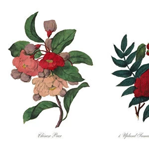 Chinese Pear Victorian Botanical Illustration