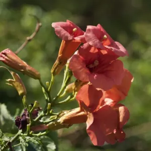 Chinese Trumpet Vine -Campsis grandiflora-, inflorescence, Leptokaria, Greece, Europe Chinese Trumpet Vine -Campsis grandiflora-, inflorescence, Leptokaria, Greece, Europe
