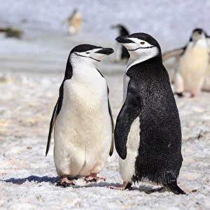 Chinstrap Penguin Couple