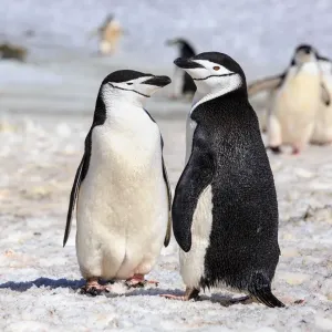 Chinstrap Penguin Couple Print, Deception Island Antarctica Chinstrap Penguin Couple Print, Deception Island Antarctica