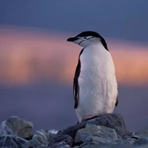 Chinstrap penguin (Pygoscelis antarctica)standing on rock