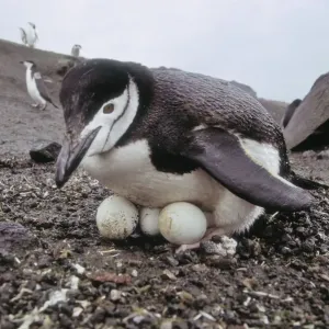 Chinstrap Penguin Incubating Print Chinstrap Penguin Incubating Print
