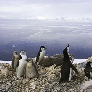 Chinstrap penguins, Antarctic Peninsula