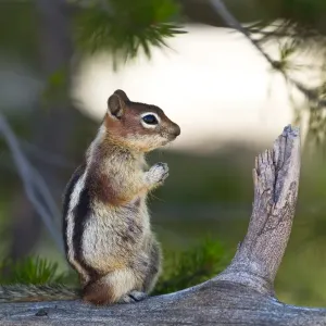Yellowstone Chipmunk Print