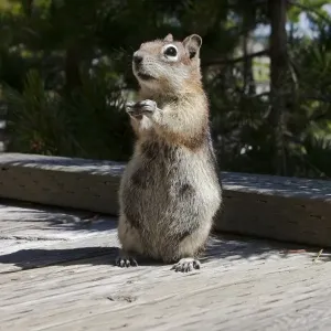 Chipmunk Standing Tall on Boardwalk Chipmunk Standing Tall on Boardwalk