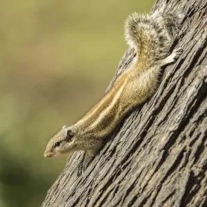 Chipmunk -Tamias-, Keoladeo National Park, Rajasthan, India Chipmunk -Tamias-, Keoladeo National Park, Rajasthan, India