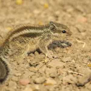 Chipmunk Print - Tamias at Keoladeo National Park, Rajasthan Chipmunk Print - Tamias at Keoladeo National Park, Rajasthan
