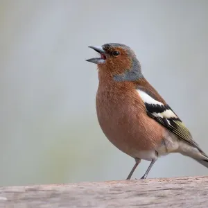 Chaffinch Print, Hesse Landscape Chaffinch Print, Hesse Landscape