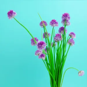 Chive blossoms Chive blossoms