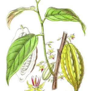 Chocolate plant botanical engraving 1857