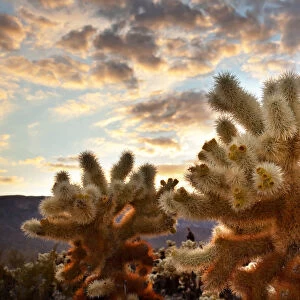 Cholla Cactus (Cylindropuntia bigelovii) Garden at sunset, Mojave Desert, Joshua Tree National Park, California, USA