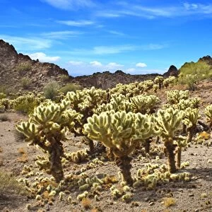 Cholla Cactus Forest in Sonora Desert