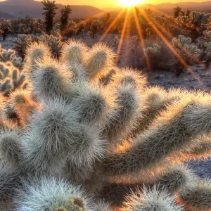 Chollas Cactus Sunrise Chollas Cactus Sunrise