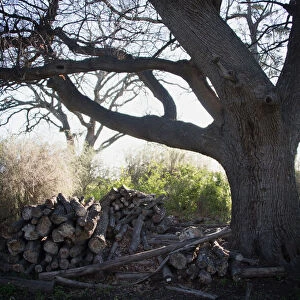 Chopped wood beneath an old Oak tree, Hermanus, Western Cape, South Africa