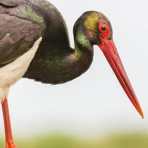 Christian Paoli Wildlife Photography Print Christian Paoli Wildlife Photography Print