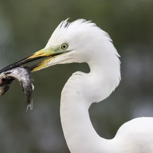 Christian Paoli Wildlife Photography Christian Paoli Wildlife Photography