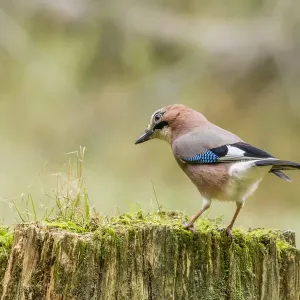 Christian Paoli Wildlife Photography Christian Paoli Wildlife Photography