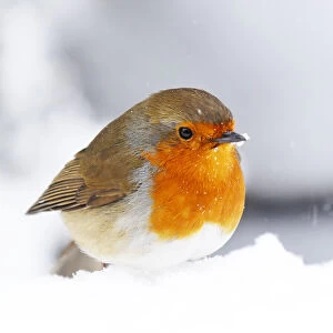 Beautiful Bird Species Jigsaw Puzzle Collection: Robin Red Breast (Erithacus rubecula)