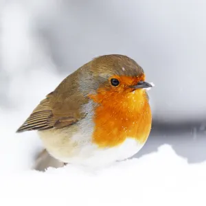 Beautiful Bird Species Poster Print Collection: Robin Red Breast (Erithacus rubecula)