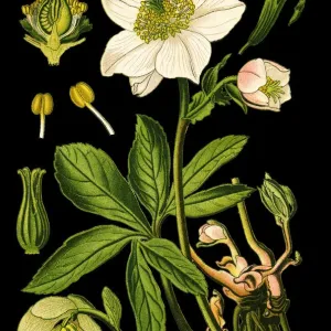 Christmas rose, black hellebore Christmas rose, black hellebore