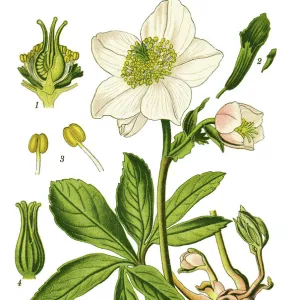 Medicinal and Herbal Plant Illustrations