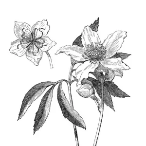 Christmas rose, black hellebore (Helleborus niger)