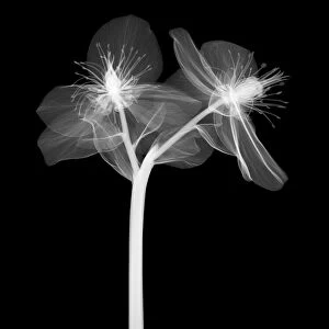 Christmas rose (Helleborus niger), X-ray