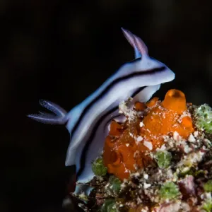Chromodoris Lochi nudibranch Chromodoris Lochi nudibranch