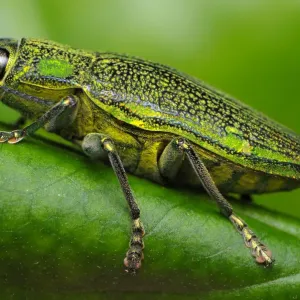 Chrysodema dalmanni Chrysodema dalmanni