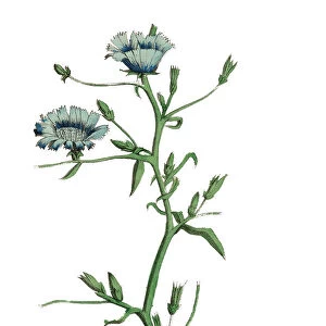 Cichorium Intybus, Chicory Plants, Victorian Botanical Illustration