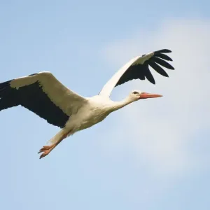 ciconiidae, cloudless, exterior views, german, natural environment, nordrhein-westfalen
