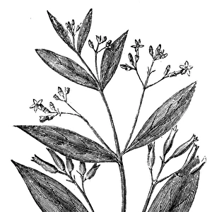 Cinchona officinalis (Quinine Bark tree)