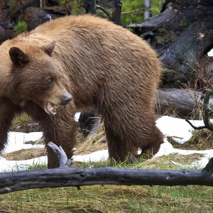 Cinnamon Black Bear Cinnamon Black Bear
