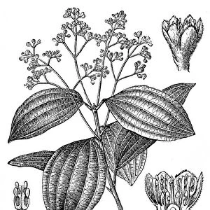 Cinnamon (Cinnamomum ceylanicum, Cinnamomum verum)