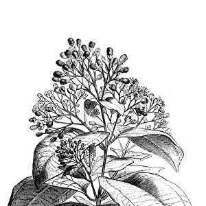 Cinnamon tree (Cinnamomum verum)