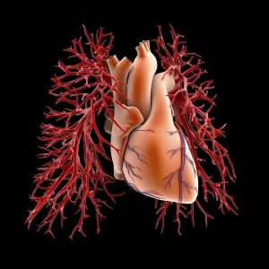 Circulatory system of heart and lungs Circulatory system of heart and lungs