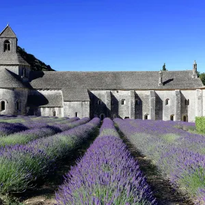 Cistercian abbey Abbaye Notre-Dame de Senanque, with lavender field, Vaucluse, Provence, Provence-Alpes-Cote dAzur, France