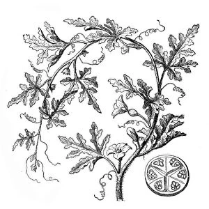 Citrullus colocynthis, colocynth, bitter apple, bitter cucumber, desert gourd, vine of Sodom or wild gourd