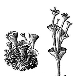 Cladonia pyxidata (pebbled pixie cup)