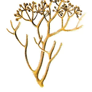 Cladonia rangiferina (reindeer lichen)